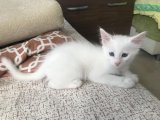 Safkan Van Kedisi Yavru Sahiplenme Adana