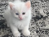 Evinizin neşesi Van Kedisi Yavru Sahiplenme Adana