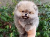 Yeni AA kalite beyaz pomeranian oglumuz