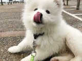 60 günlük samoyed yavruları yeni yuvalarını arıyor 
