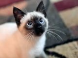 Irk garantili Siyam Yavru Kedi Sahiplenme Adana