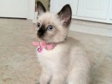 Safkan Siyam Yavru Kedi Sahiplenme Adana