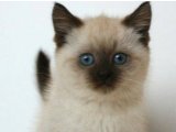 Şecereli Siyam Yavru Kedi Sahiplenme Adana