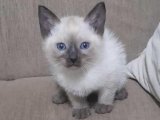 Neşe kaynağı Siyam Yavru Kedi Sahiplenme Adana