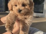 TOY POODLE KARDEŞLER