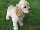 Sevimli minik American Cocker yavru köpeğimiz
