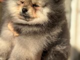 Exotic Pet Club Farkıyla Pomeranian Boo