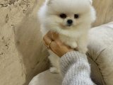 EXOTİC PET CLUB FARKIYLA POMERANİAN BOO