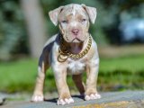 Irk garantili American Bully yavru köpek sahiplenme Adana