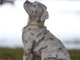Irk ve sağlık garantisiyle American Bully yavru köpek sahiplenme Adana
