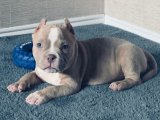 Şecereli American Bully yavru köpek sahiplenme Adana