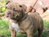 Oyun delisi American Bully yavru köpek sahiplenme Adana
