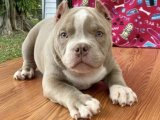 Sadık dostunuz American Bully yavru köpek sahiplenme Adana