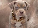 Safkan American Bully yavru köpek sahiplenme Adana