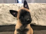 İnsan canlısı Belçika Kurdu yavru köpek sahiplenme Adana