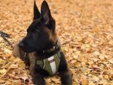 Sağlıklı koşullarda yetişmiş Belçika Kurdu yavru köpek sahiplenme Adana