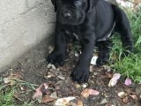 Sağlam Kan İtalyan Cane Corso