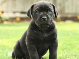 2,5 aylık cane corso yavrusu