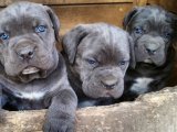 Safkan canecorso her rengi mevcuttur