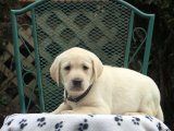 Irk Garantili Mükemmel Sevimli Labrador Retriever Yavrularımız