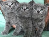 Dünya Tatlısı British Shorthair Yavrular