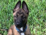 Sağlık garantili Belçika Kurdu yavru köpek sahiplenme Adana