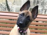 Irk garantisi Belçika Kurdu yavru köpek sahiplenme Adana