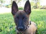 Safkan Belçika Kurdu yavru köpek sahiplenme Adana