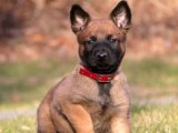 Şecereli Belçika Kurdu yavru köpek sahiplenme Adana