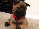 Sevgi dolu Belçika Kurdu yavru köpek sahiplenme Adana