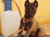 Neşe kaynağı Belçika Kurdu yavru köpek sahiplenme Adana