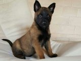 Sadık dostunuz Belçika Kurdu yavru köpek sahiplenme Adana