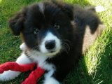 Sağlık garantili Border Collie yavru köpek sahiplenme Adana