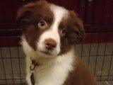 Irk ve sağlık garantisi Border Collie yavru köpek sahiplenme Adana