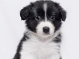 Safkan Border Collie yavru köpek sahiplenme Adana