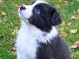 Şecereli Border Collie yavru köpek sahiplenme Adana