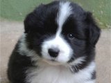 Neşe kaynağı Border Collie yavru köpek sahiplenme Adana