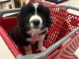 Sadık dostunuz Border Collie yavru köpek sahiplenme Adana