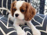 Sağlıklı Cavalier King Charles yavru köpek sahiplenme Adana