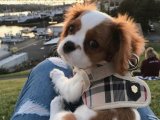 Sağlıklı ortamda yetişmiş Cavalier King Charles yavru köpek sahiplenme Adana