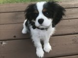 Sağlık garantili Cavalier King Charles yavru köpek sahiplenme Adana
