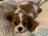 Irk garantili Cavalier King Charles yavru köpek sahiplenme Adana