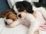 Irk ve sağlık garantisi Cavalier King Charles bebekler yavru köpek sahiplenme Adana