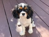Safkan Cavalier King Charles yavru köpek sahiplenme Adana