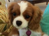 Şecereli Cavalier King Charles yavru köpek sahiplenme Adana