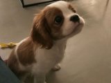 Neşe kaynağı Cavalier King Charles yavru köpek sahiplenme Adana