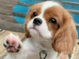 Çocuğunuzun sadık dostu Cavalier King Charles yavru köpek sahiplenme Adana