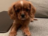 Evinizin neşesi Cavalier King Charles yavru köpek sahiplenme Adana