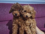 Sevimli poodle bebekler
