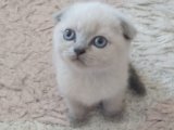 Minik dostunuz Scottish Fold oyuncu yavrumuz